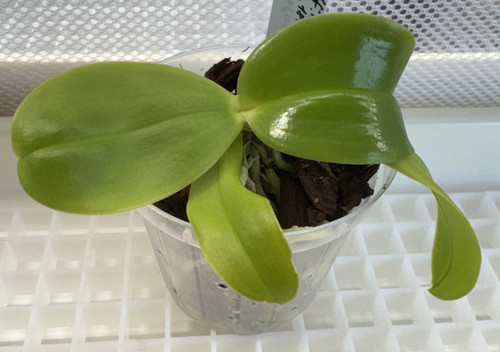 Phalaenopsis violacea coerulea