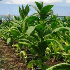 Tabak Bolivianisch Schwarz