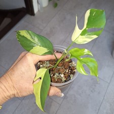 Rhaphidophora Tetrasperma