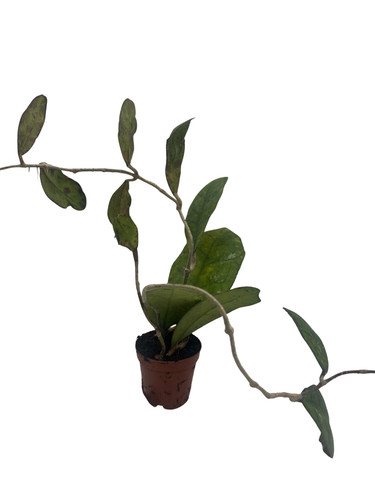 Hoya finlaysonii live vining - hoya,