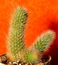 Hildewintera colademononis 7 cm groß Kaktus