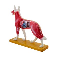Hunde-Anatomie-Modell