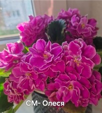 Saintpaulia Usambaraveilchen 1