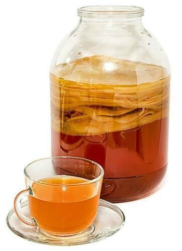 Teepilz kombucha pilz - teepilz,