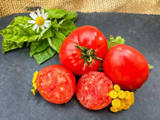 Babuschka - russische rote Fleischtomate herzförmig früh TOP ERTRAG herzförmig