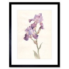 Blume violette Iris Aquarell