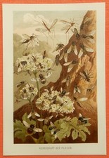 Herrschaft der FLIEGEN Fliege