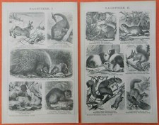 Nagetiere I-IV Biber Maus Meerschweinchen Holzstich 1900 Wanderratte, Murmeltier