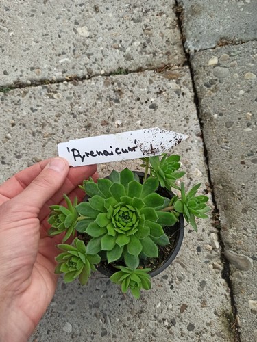 Sempervivum pyrenaicum - 1x,
