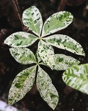 80002716 Pachira aquatica variegata paschierte Blattpflanze