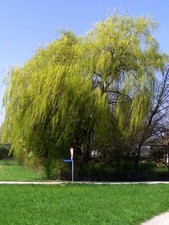 Salix alba Tristis, gelbe Trauerweide, 200cm+, Hängeweide