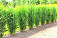 Panicum virgatum 'Northwind'