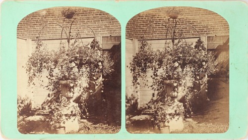 Stereo blumen garten - garten, pflanze