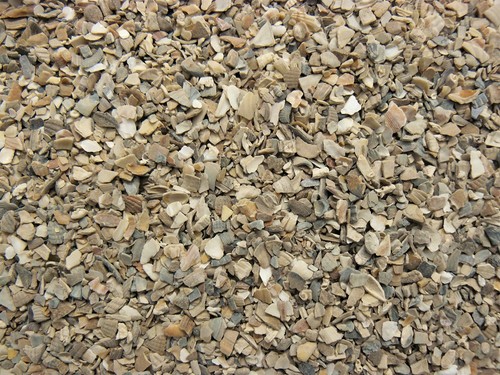 Ostrea muschelschalenschrot - ostrea,