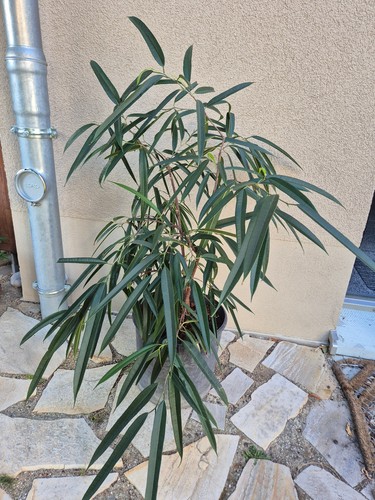 Ficus binnendijkii alii - ficus, 'alii'