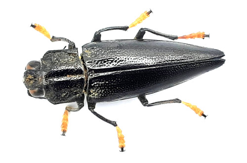 Buprestidae cyphogastra - buprestidae,,
