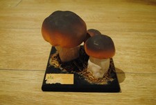 Pilzmodell Lehrmodell Lehrmittel Schulmodell