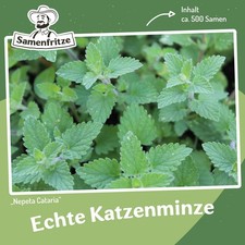 Echte Katzenminze ca. 500