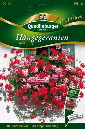 Geranien hängende