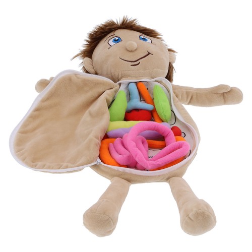Anatomie lernpuppe menschliche - anatomie-lernpuppe,