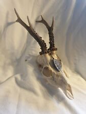 Nr. A12 Rehgeweih Kapital Rehbock Geweih Gehörn Trophäe Trophäenschild Geweihe