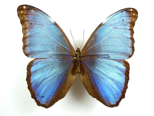 Morpho deidamia ssp - ., electra