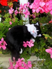 Kantenhocker Niedlich Katze