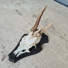 C1101 Altes Rehbock Geweih |