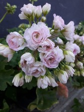 Pelargonie JungPFLANZE TA