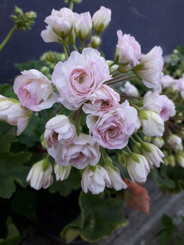 Pelargonie jungpflanze - pelargonie, ta