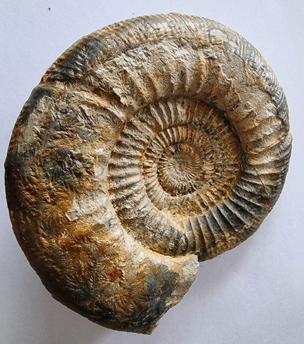 Großer ammonit fossil - großer,