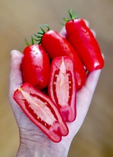 Tomatensamen Buschtomate "Drova = Brennholz"  Firewood samenfest Balkon / Kübel 