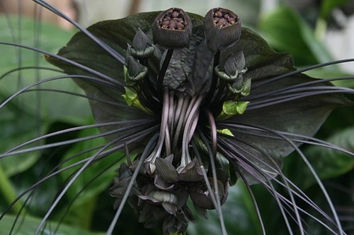 Schwarze fledermausblume - schwarze,