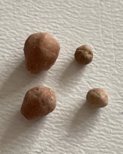 Coenocystis perforatus