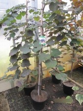 Cercis canadensis Ruby Falls -