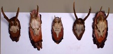 5 Rehgehörne auf Trophäenbrett zum Basteln und Dekorieren