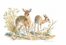 Dikdiks Paarhufer Hornträger