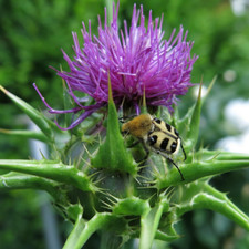 200 Samen Mariendistel -