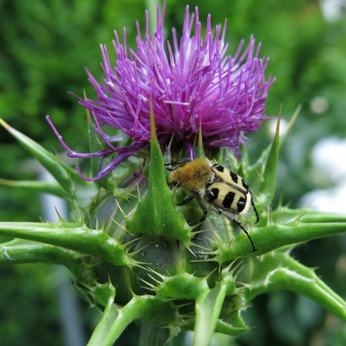 200 samen mariendistel - 200,