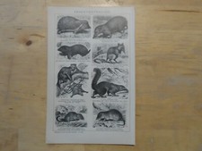 Orig.(1893) Holzstich Insektenfresser Igel Maulwurf Spitzmaus Flattermaki   (B1)