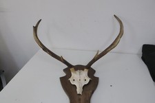 Hirschgeweih  - Rotwild  - Jagdtrophäe - auf Brett