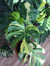 Große Monstera Deliciosa