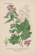 Silberblatt (Lunaria annua) CHROMO-LITHOGRAPHIE von 1896 Désiré Bois RAR