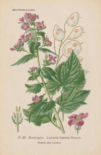 Silberblatt - (lunaria, annua)