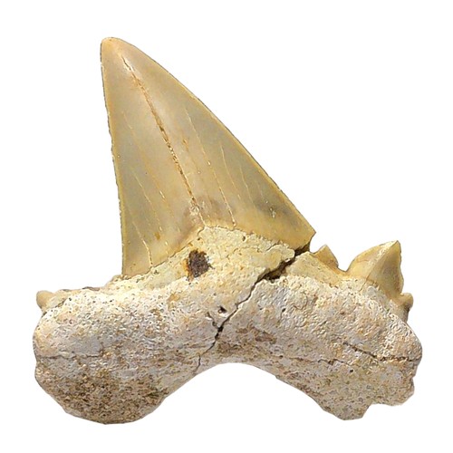 Fossiler hai zahn otodus - hai-zahn,