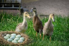 Laufenten Eier, Ei, (keine)