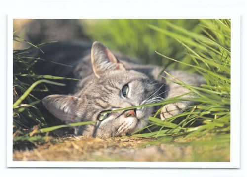 Postkarte katze neu - postkarte,