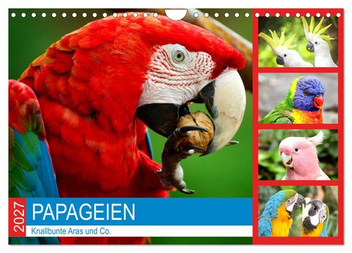 Papageien knallbunte aras und - knallbunte,