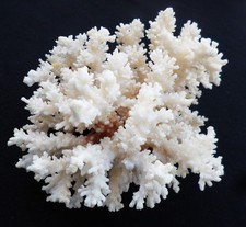 Weiße Koralle Indischer Ozean