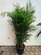 Dypsis lutescens Arecapalme 180–220cm XXL Goldfruchtpalme große Zimmerpalme